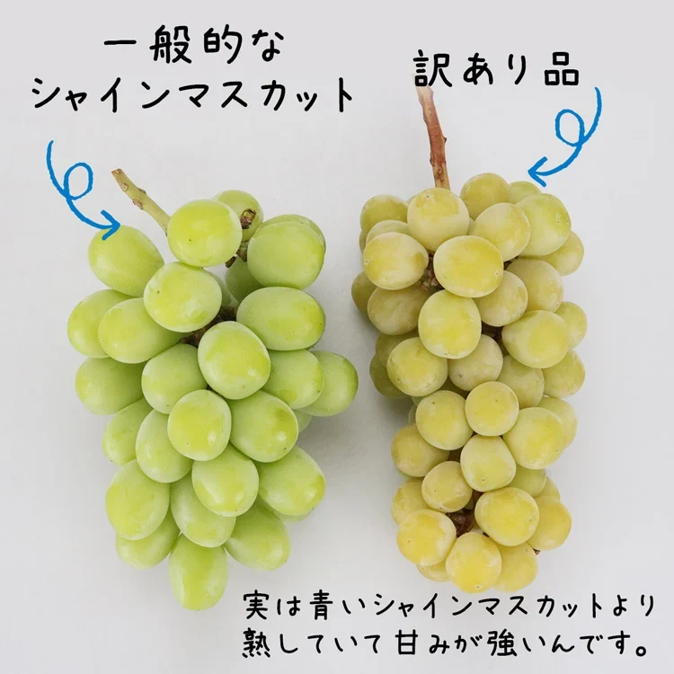訳あり シャインマスカット 約1kg(2～3房) ご家庭用 お徳用 自宅用 お買い得 ぶどう 産地厳選 ブドウ 種無し 冷蔵便