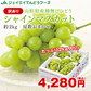 訳あり ぶどう 皮ごと食べられる シャインマスカット 約2kg 山形県産 ご自宅用 葡萄 【9月中旬頃より発送予定】 gr07