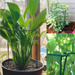植物サポートリング 支柱 花ささえ ガーデニング 園芸 観葉植物