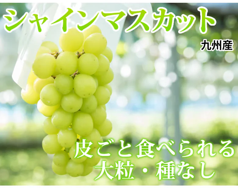 【7月下旬～8月上旬頃より順次出荷】〈クール便でお届け〉 シャインマスカット ぶどう 送料無料 1kg 2〜3房 九州産 マスカット 葡萄 ブドウ