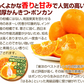 みかん　大分産　ポンカン　1.5kg　ご家庭用（発送予定：2025年1月下旬より）