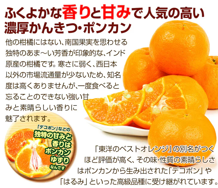 みかん　大分産　ポンカン　1.5kg　ご家庭用（発送予定：2025年1月下旬より）