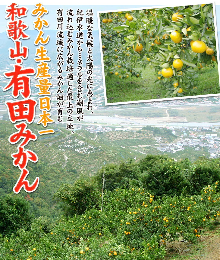 ★レビュー悪 使用しない★有田みかん 10kg 和歌山産 ご家庭用