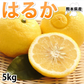 はるか みかん 送料無料 秀品 5kg S～2L 平成生まれの品種 はるかみかん ミカン 蜜柑