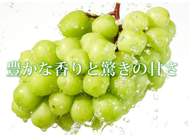 【8月中旬〜下旬頃より順次出荷】シャインマスカット ぶどう 送料無料 1kg 2〜3房