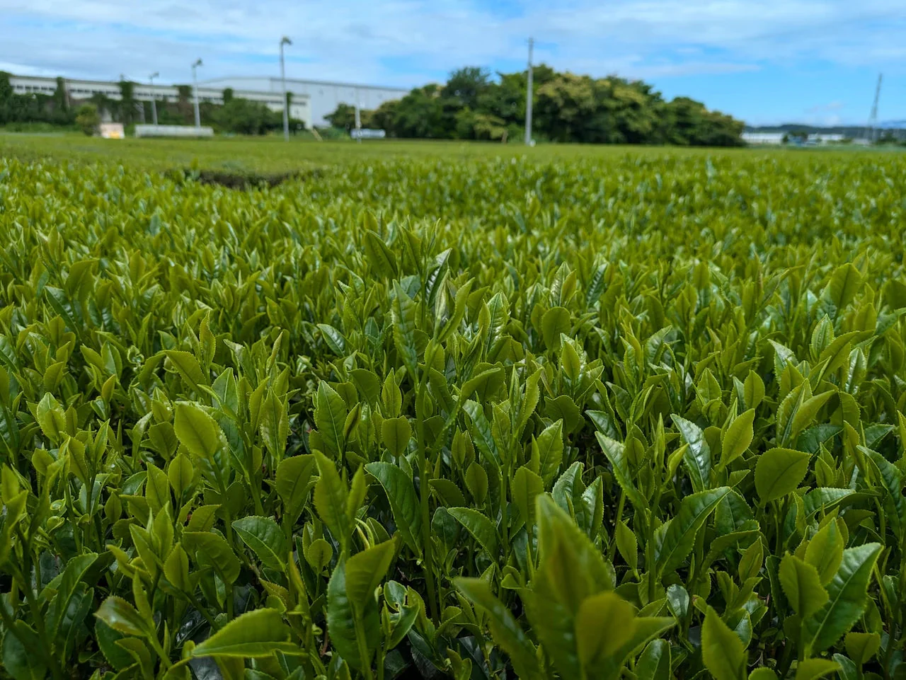 的場園 狭山煎茶 100g×2袋