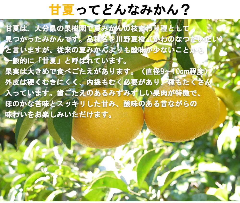 甘夏 訳あり 5kg みかん 蜜柑 ご家庭用 箱買い B品 サイズミックス あまなつ 柑橘 フルーツ 果物 産地直送 愛媛県産 YDF-014