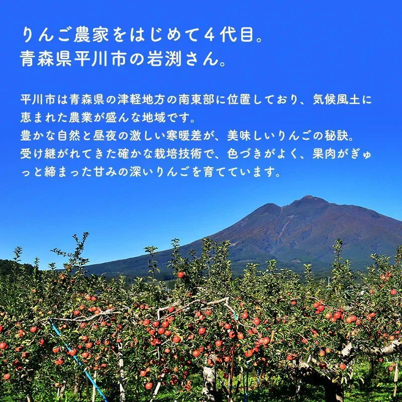 【11月下旬頃発送予定】 ＼岩渕さんちの／ 青森県産 訳あり サンふじ ご家庭用 約2kg林檎 りんご リンゴ 訳アリ 家庭用 青森 青森産 ふじ
