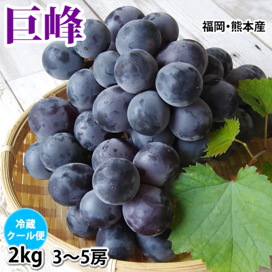 【7月下旬～8月上旬頃より順次出荷】ぶどう 巨峰 送料無料 2kg バラ・房混合 福岡・熊本県産 きょほう 葡萄 黒ぶどう 藤稔 ピオーネ
