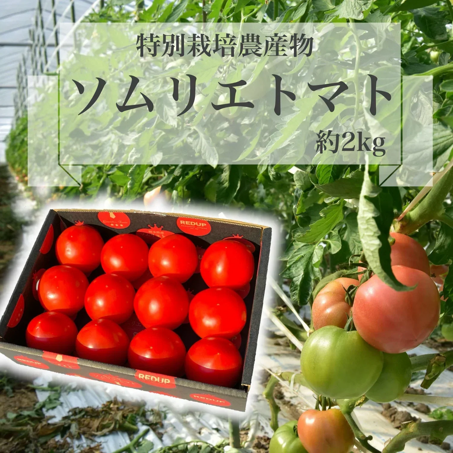 【特別栽培農産物】 受賞歴３回！ ソムリエ トマト １．８～２．８ｋｇ（８～１６玉）