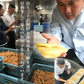 1kg 1本物 天然 塩数の子 アラスカ産 特大サイズ