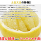 土佐文旦 中玉 4kg 送料無料 ご家庭用 箱買い サイズミックス みかん 柑橘 フルーツ 果物 産地直送 愛媛県産 YDF-007