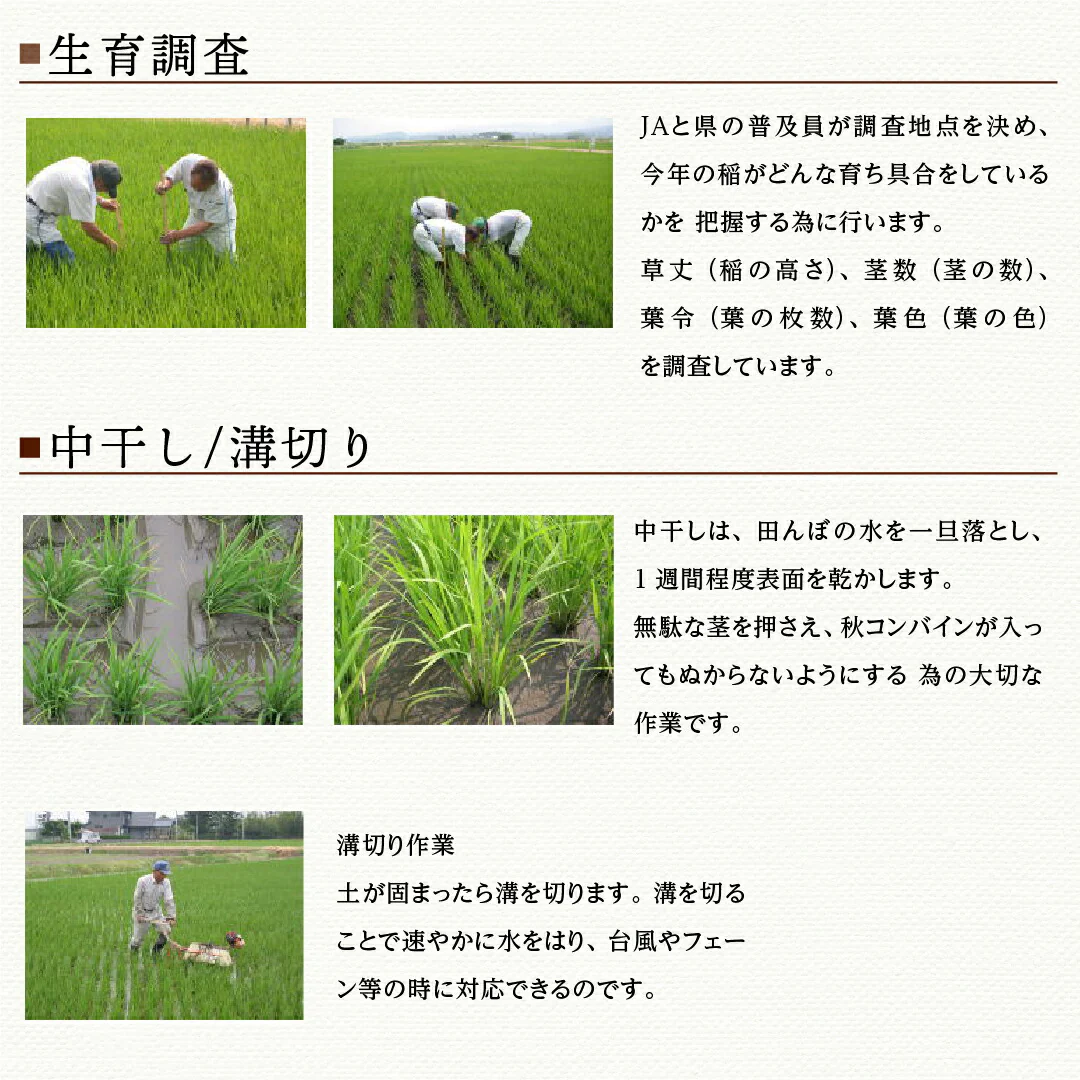 米 精米 新潟県 特別栽培米 こしひかり 5kg 令和5年産 新米 JA北越後指定 お米 白米 おくさま印 国産 食品 ギフト 引っ越し 挨拶 出産 内祝い 母の日 父の日 お中元 お歳暮 結婚 快気 還暦 香典返し お年賀 送料無料