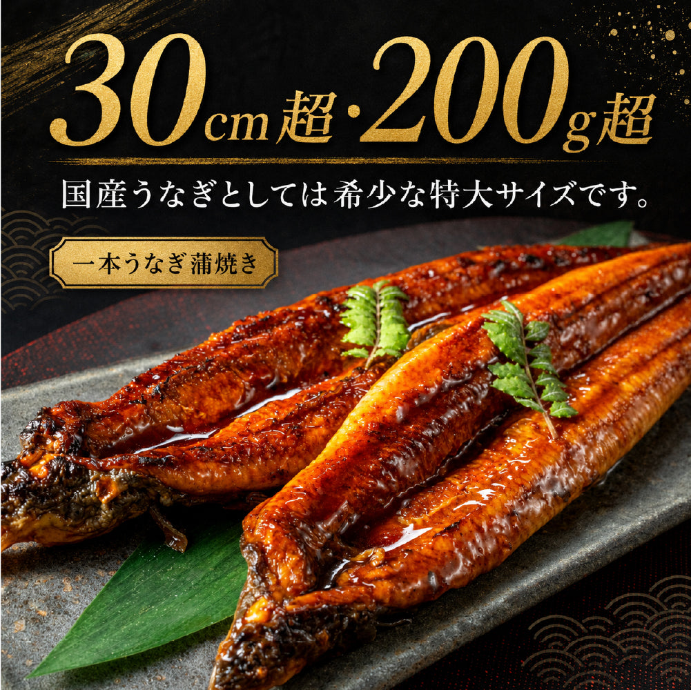 先着100名様限定！＼煮穴子200gプレゼント中／父の日 うなぎ 2尾 特大一本うなぎ蒲焼き 30cm×200g超 国産うなぎ 特大国産うなぎ 2尾 市場直送 母の日 中元 土用の丑の日 鰻 関西焼き 高評価 国産 特大 うなぎ蒲焼き 関西焼き 特大サイズ ウナギ 国産鰻 特大 蒲焼 夏ギフト