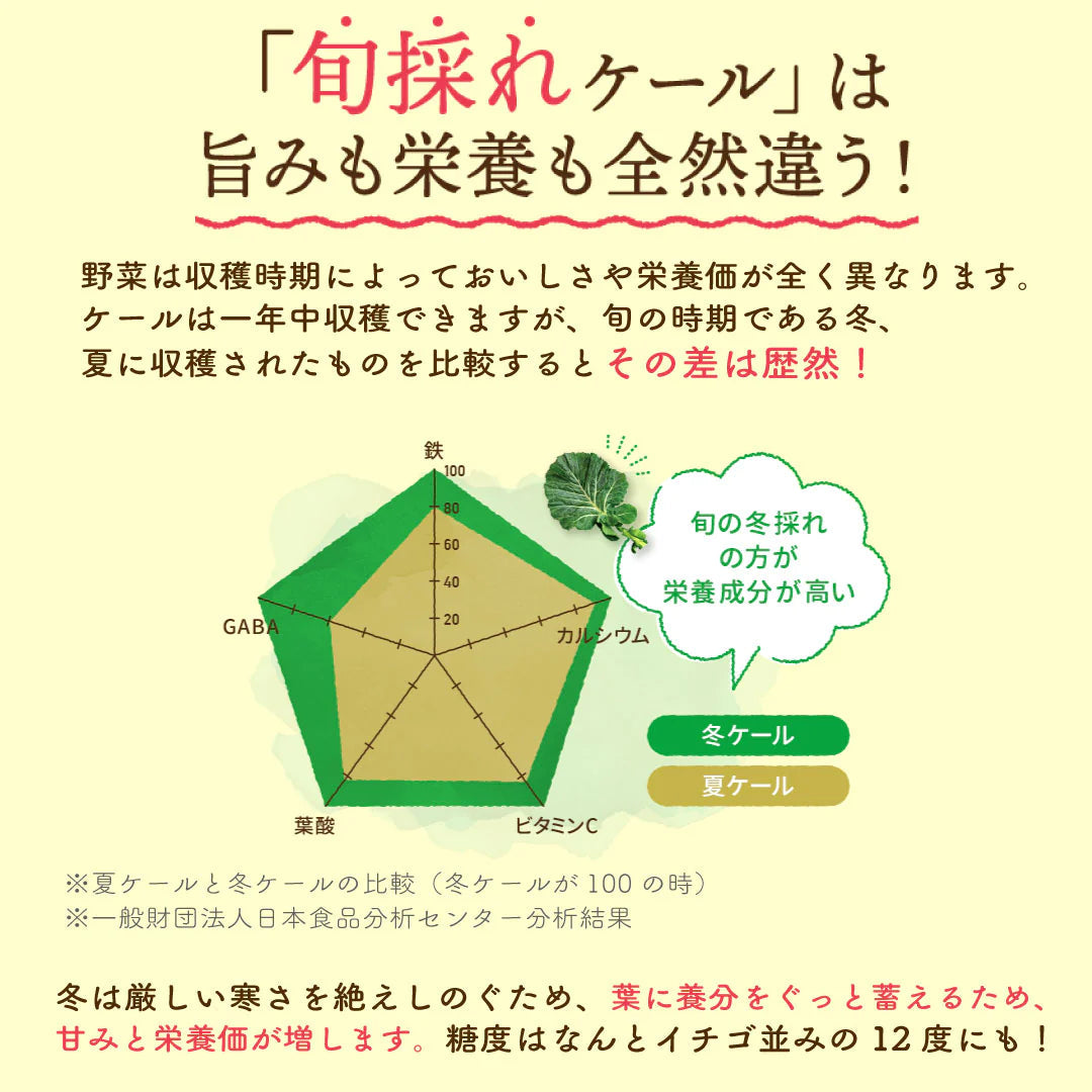 おいしい旬採れケール青汁　３袋入（ ケール 青汁 健康飲料 野菜 飲みやすい 緑茶 お茶 サプリメント ）【販売終了】