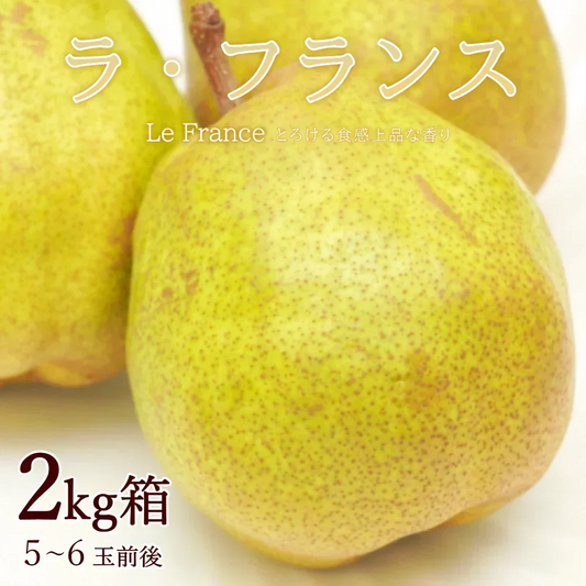 【11月中旬-12月下旬頃ご注文受付順次】洋梨　ラフランス　約2kg以上（5-6玉前後）化粧箱詰め　大玉サイズ　山形県産　西洋梨　なし　ようなし