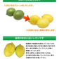 【9月下旬～10月上旬頃より順次出荷】レモン 国産レモン 送料無料 4kg 2S～L  熊本県産 減農薬 防腐剤ワックス不使用 れもん グリーンレモン 国産