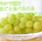 【7月下旬～8月上旬頃より順次出荷】シャインマスカット ぶどう 送料無料 2kg 3〜5房 九州産 マスカット 葡萄 ブドウ