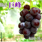 ぶどう 巨峰 約1.2kg（約300g×4パック） 福岡・熊本県産 〈クール便でお届け〉きょほう 葡萄 黒ぶどう 藤稔 ピオーネ