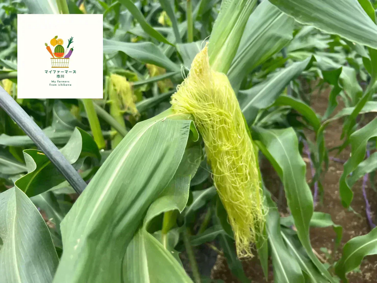 【2022年度 国内No.1獲得！】 クール便 市場直送！ 野菜セット 詰め合わせ 80サイズ箱 【 福袋 】玉ねぎ にんじん じゃがいも みかん 桃 シャインマスカット 食品 料理 フルーツ 果物 ギフト 贈答 お中元 お祝い 正月 謹賀新年