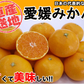 【最安値挑戦祭】みかん 5kg 送料無料 愛媛 みかん 温州みかん ミカン 蜜柑 安い 甘い 箱買い 産地直送 愛媛県産 YDF-00