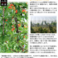 【6月中旬-7月中旬頃発送】山形産 訳あり さくらんぼ LLサイズ 約1kg バラ詰め