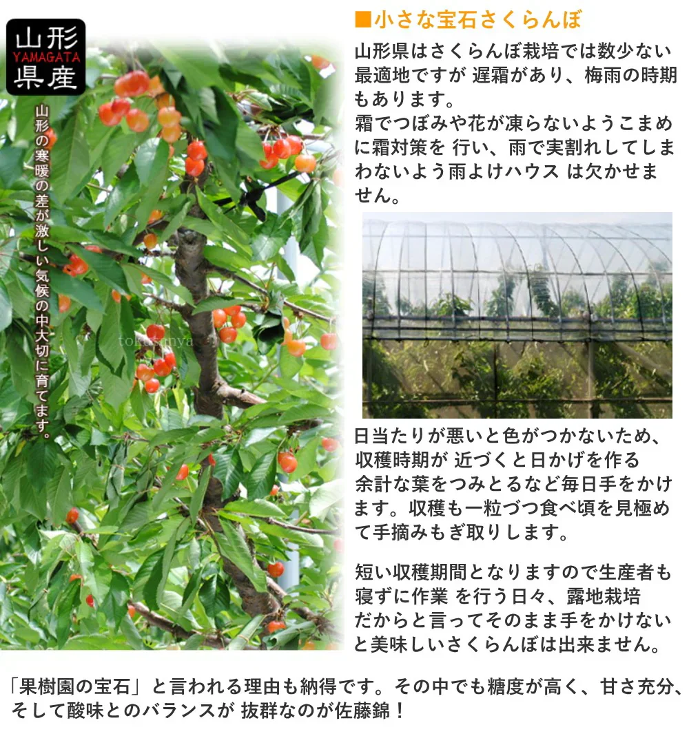 【6月中旬-7月中旬頃発送】山形産 訳あり さくらんぼ LLサイズ 約1kg バラ詰め