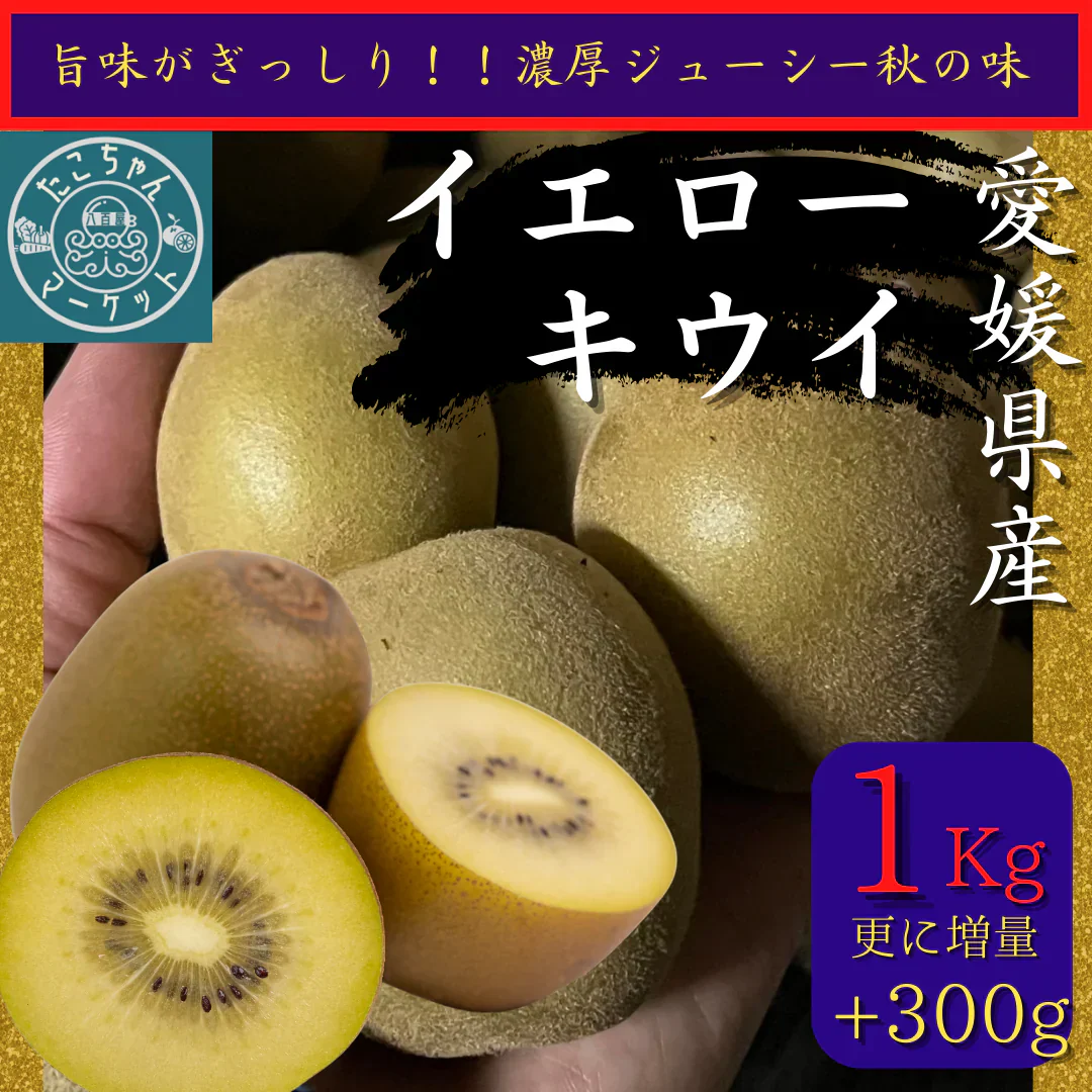 【商品リニューアル＆予約販売10月中旬から発送】おトクで美味しい！　愛媛県産　イエローキウイ【ゴールドキウイと同一品種】1.3Kg　キウイフルーツ