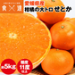 せとか みかん 5kg 愛媛県産 柑橘の大トロ kdm-090