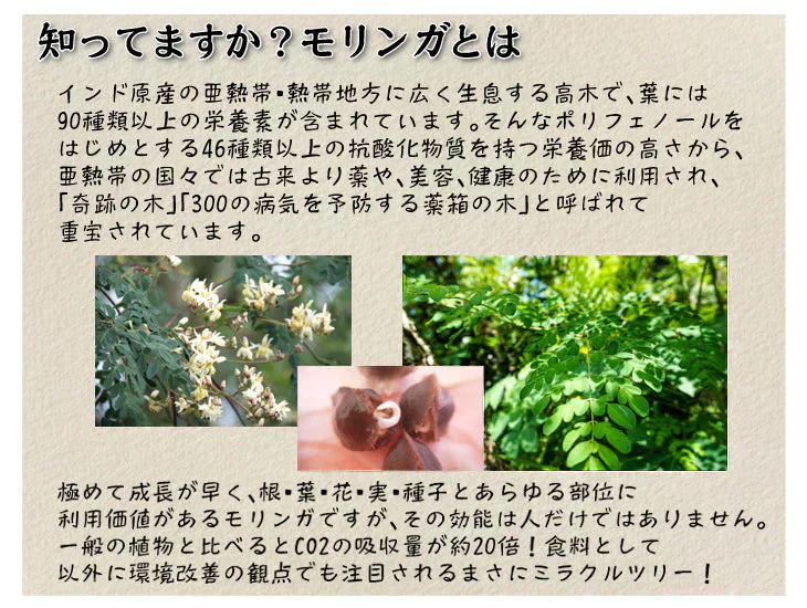 インド産 モリンガパウダー 100g×1袋 パウダー（2月下旬より順次発送）