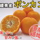 ポンカン 愛媛 箱買い 5kg 送料無料 ご家庭用 サイズミックス みかん 蜜柑 産地直送 愛媛県産 YDF-002