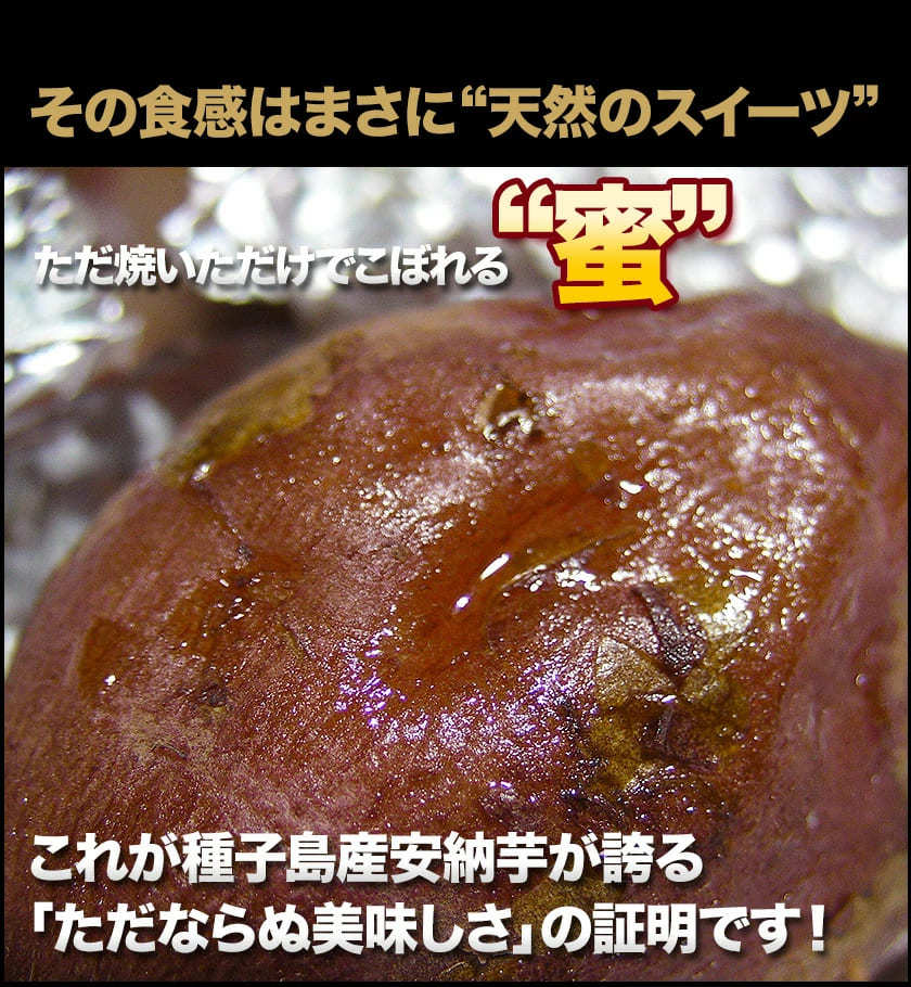【熊本コレクション】さつまいも 種子島産 訳あり 安納芋 1.5kg 送料無料 長期熟成 お菓子 薩摩芋 さつま芋 あんのういも サツマイモ (サイズ大中小不揃い)焼き芋《3-7営業日以内に発送予定(土日祝日除く)》