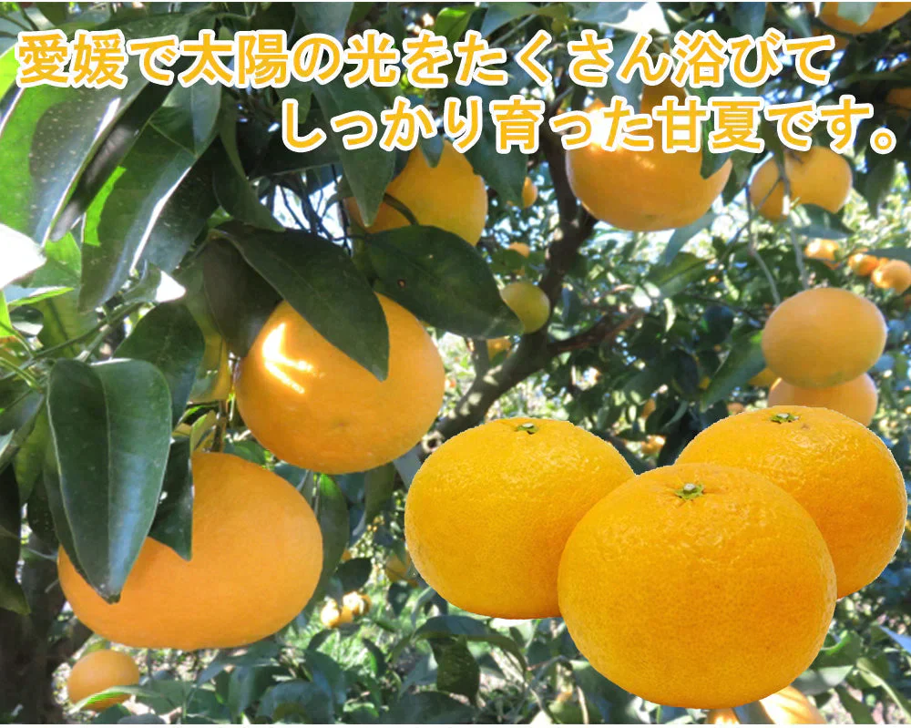 甘夏 5kg みかん 蜜柑 ご家庭用 箱買い サイズミックス あまなつ 柑橘 フルーツ 果物 産地直送 愛媛県産 YDF-013