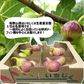 和歌山県産 いちじく 約1.2kg （約300g入り × ４パック）ご家庭用 イチジク 無花果 紀の川市
