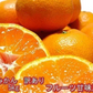 【11月上旬頃～12下旬頃順次発送】しおみかん  5kg みかん 熊本産 訳あり ご家庭用 80サイズ