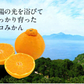 訳あり デコみかん 約5kg (5kg＋不良果保証250g) 送料無料 不知火 みかん ミカン 熊本県産 訳あり デコポン と同品種 熊本 柑橘 目玉商品 くまもと風土《7-14営業日以内に発送予定(土日祝除く)》