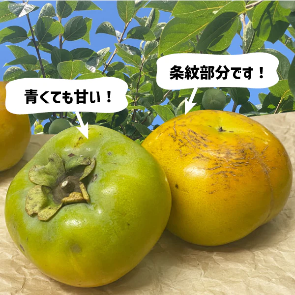 太秋柿 和歌山県産 約1kg (４〜５玉) ご家庭用 甘柿 送料無料 柿 たいしゅう