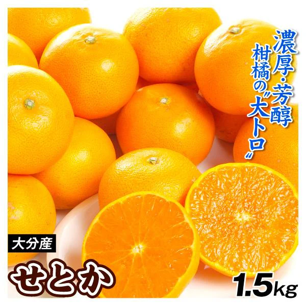 みかん　大分産　せとか　1.5kg　ご家庭用（発送予定：2025年3月中旬より）