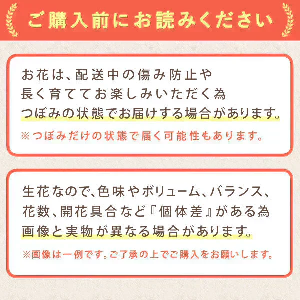 敬老の日 匂い桜鉢植え5号＆ミニ苺バウム 【おいもや】（9/12〜15いずれかに配送） KR