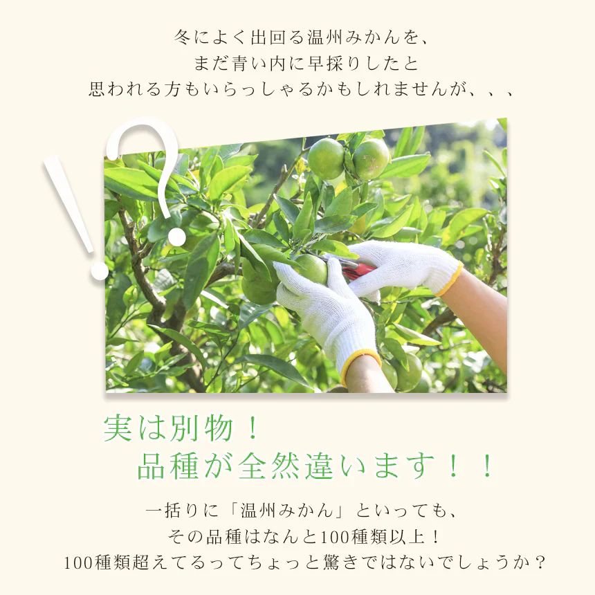 みかん　極早生　５ｋｇ　ｆ極０５　家庭用　中玉　愛媛　吉田みかん　果物　フルーツ　柑橘