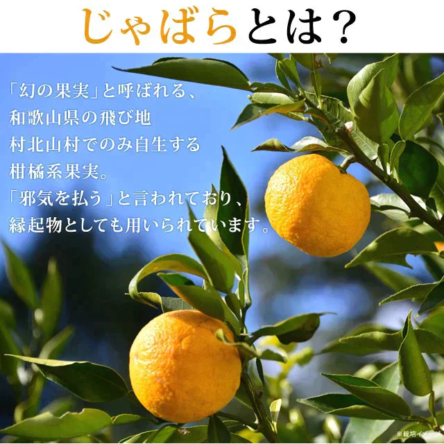 約96粒(240g×2) じゃばら飴 送料無料