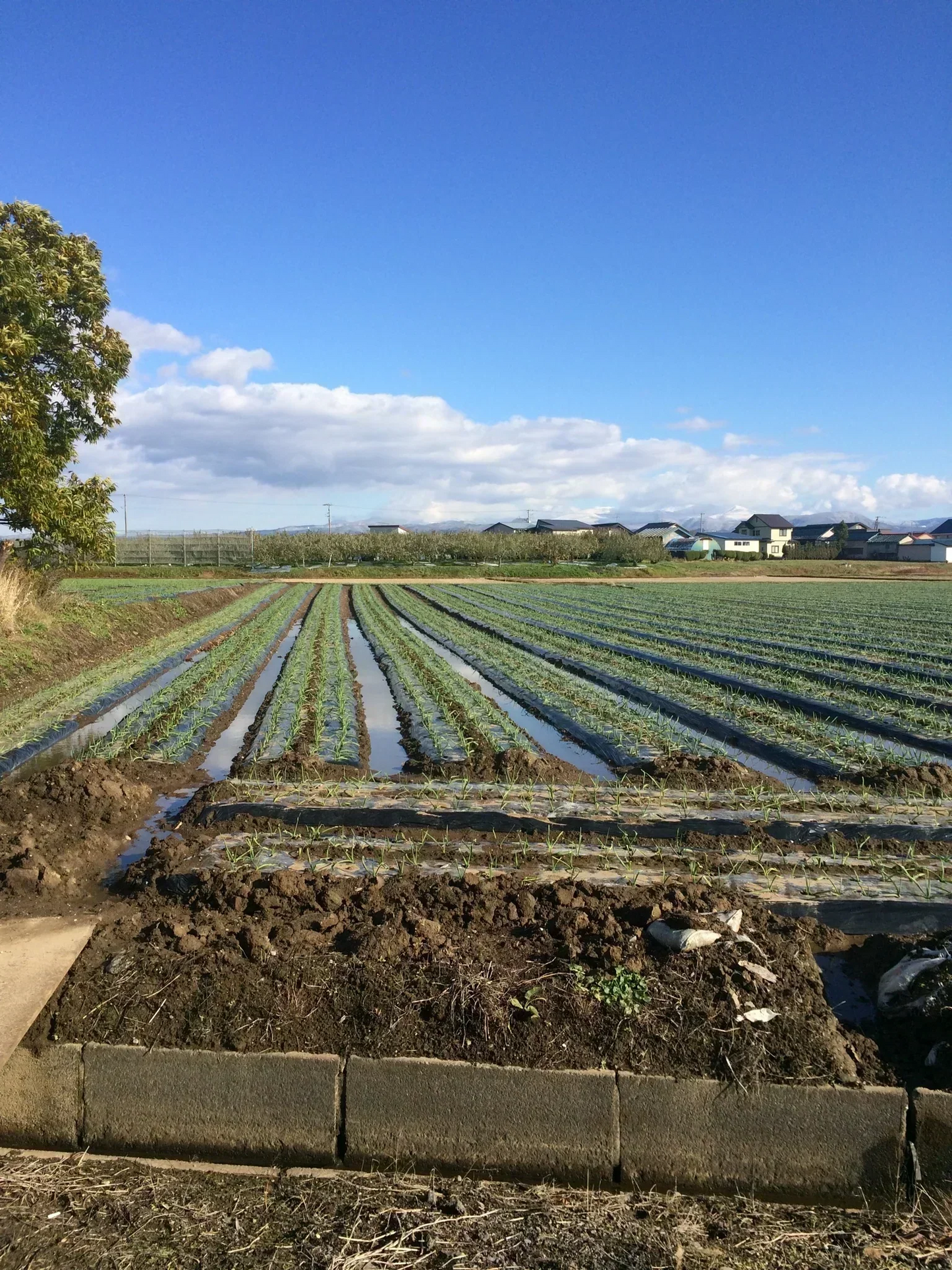 【わけあり品】青森県産ホワイト六片種にんにく 令和5年度産 新物 バラ1kg(500g×2)【高糖度】【エコ得】