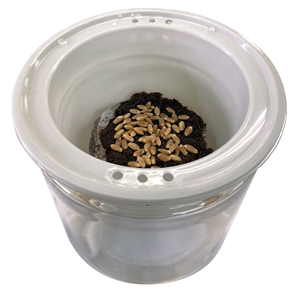 猫草 水耕栽培 ねこ草栽培セット（10回分）種20g ジフィ10個 容器2個[発送は翌年1月～となります。]