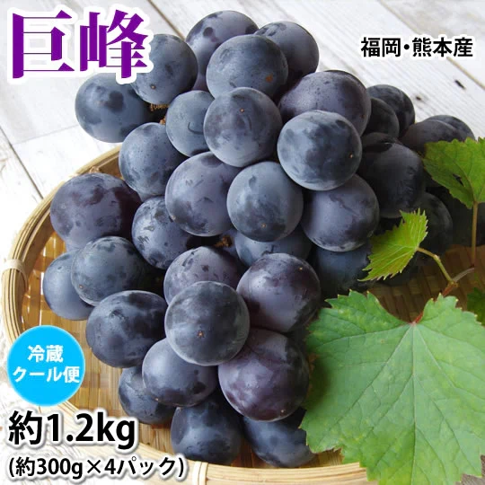 ぶどう 巨峰 約1.2kg（約300g×4パック） 福岡・熊本県産 〈クール便でお届け〉きょほう 葡萄 黒ぶどう 藤稔 ピオーネ
