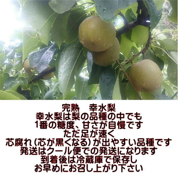 完熟 幸水 梨 訳あり 熊本産 箱込5kg (約8～24玉)【クール便発送】【7月下旬より発送】
