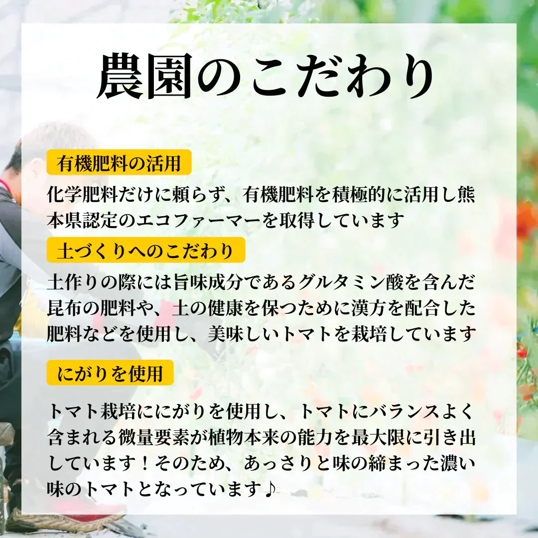1kg フラガール糖度10度越えミニトマト 送料無料