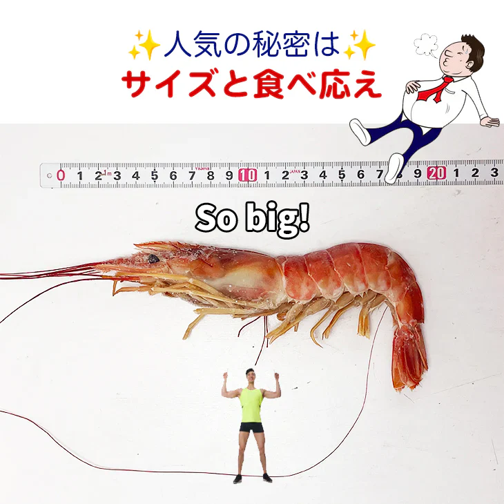 赤海老 えび 大型 天然 800g 生食用