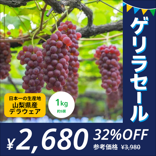 【山梨県産／秀品】デラウェア ぶどう 種なし 1kg（9房／高糖度18度～23度）（JAふえふき）【ゲリラセール】