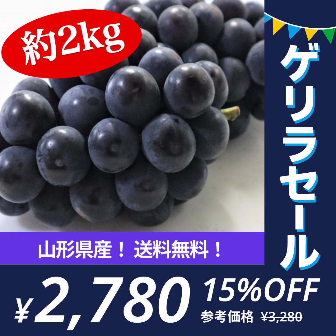 訳あり ピオーネ 約2kg(房数おまかせ) ぶどう 山形県産 送料無料 gr05【ゲリラセール】