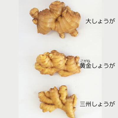【送料無料】 高知産 三州生姜 4kg 【業務用】 三州生姜 酢しょうが 紅茶 保存 生姜効能 根生姜 生姜 しょうが ショウガ 国産
